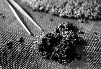 Sera Stör Pellets Nature aliment composé pour esturgeons