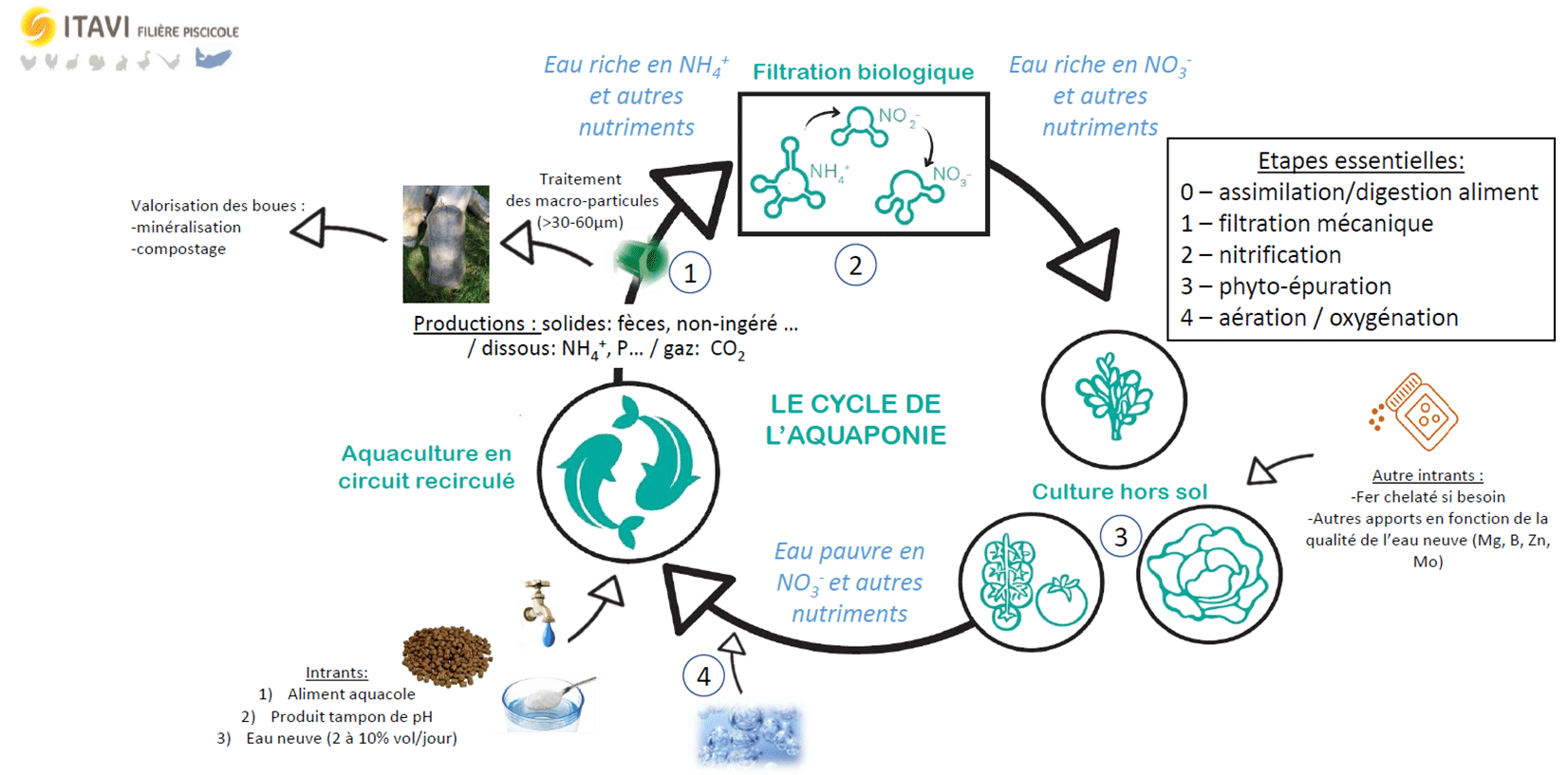 Les bassins à poissons et bacs de culture pour l'aquaponie