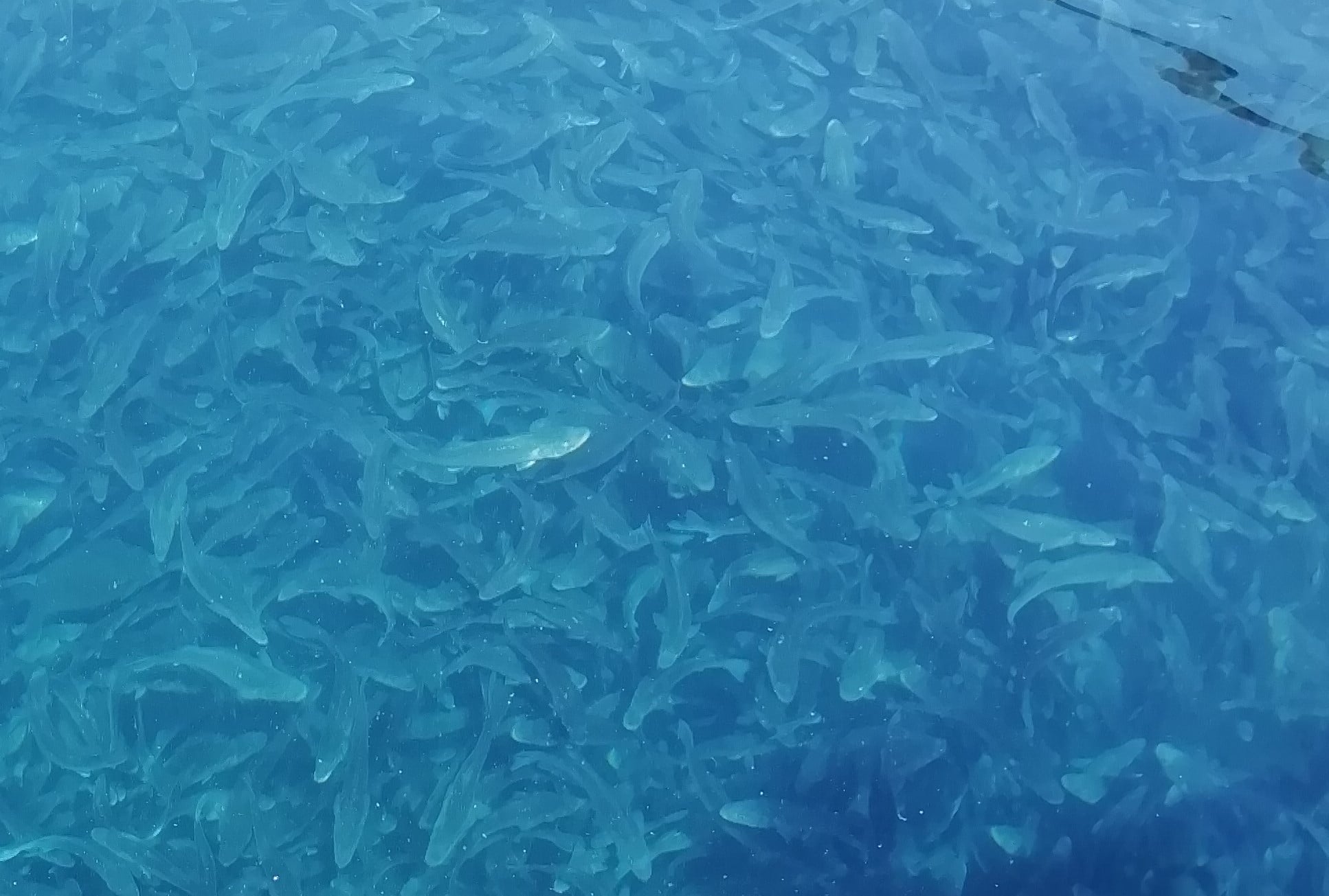 Système immunitaire du poisson zèbre