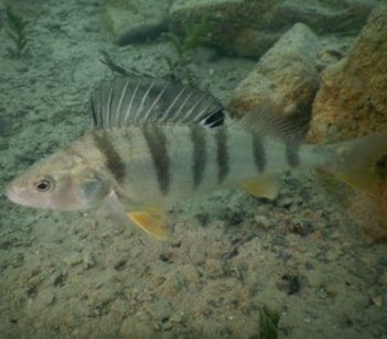 Feed And Grow Fish : Perch 