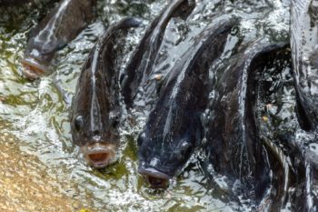 Aliment poisson d'eau douce : esturgeon, carpe, tilapia, catfish